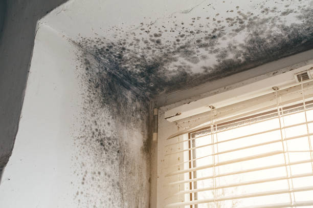 Affordable Mold Remediation solutions in Bloxom, VA